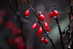 55-G-Raindrops-on-barberry-berries