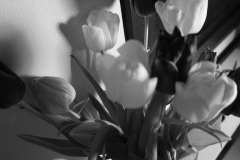 558-G-boquet_of_the_year
