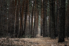 56-G-Coniferous-forest-in-the-Kyiv-region