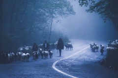 573-G-spepherds-on-the-foggy-road