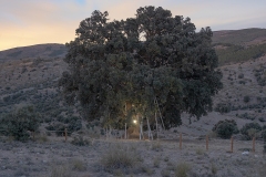603-G-The-Ancient-Oak.jpg