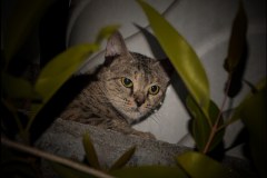 622-G-Eyes-like-emerald-a-cat-in-shadow