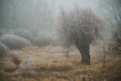 64-G-Gold-winter
