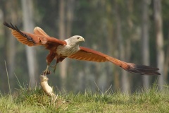 653-G-Brahminy-kite-rat-roots