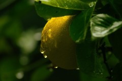 699-G-Sourness