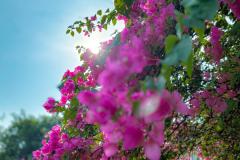 710-G-Many-might-be-confused-between-cherry-blossoms-and-Bougainvillea-spectabilis
