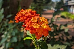 712-G-A-flower-standing-tall-even-after-being-grown-at-a-corner