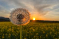 728-G-Wishes-in-the-Wind
