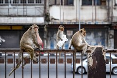 742-G-Monkeys