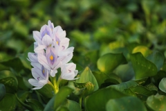 775-G-A-Touch-of-Lively-Smile-in-a-Sea-of-Green