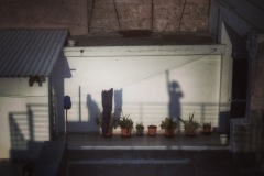 793-G-Urban-jungle