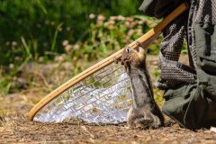 804-G-Hungry-Squirrel