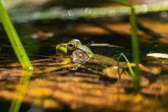 805-G-Reflective-Frog