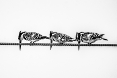 830-G-Three-Musketeers