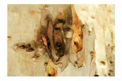 869-G-Hidden-Faces-in-the-Heart-of-Nature