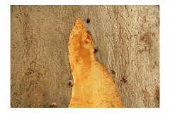 870-G-Silent-Witnesses-in-the-Wake-of-Natures-Shedding