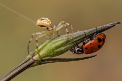 914-G-Intimidating-crab-spider