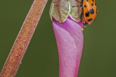 915-G-Ladybug-on-top