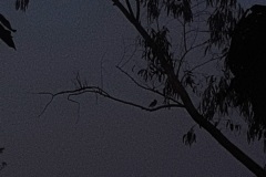 959-G-Twilights-Embrace