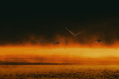 0010-G-Lot-labedzi-nad-rozlewiskiem-zlota-godzina