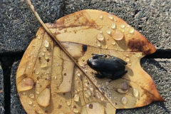 0024-G-Zabcia-jesienia