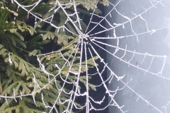 0060-G-Zamrozona-pajeczyna