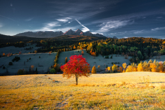 0077-L-JESIENNE-DRZEWO