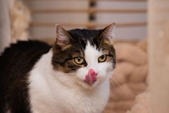 0170-L-Poznaj-historie-Pandka