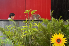 0184-G-Nadzieja-ma-ksztalt-slonecznika