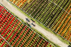 0201-G-Yarn-drying-field