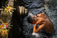 0236-G-Bali-indonezja