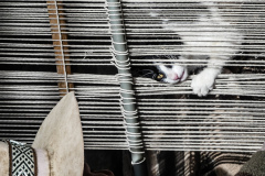 0241-G-The-Weavers-Cat