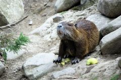 0246-G-The-big-fan-of-apples-the-town-of-Yaremche-Ukraine