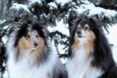 0247-G-The-winter-portrait-of-Silva-and-Robin